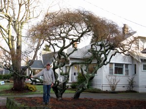 Ornamental tree trimming